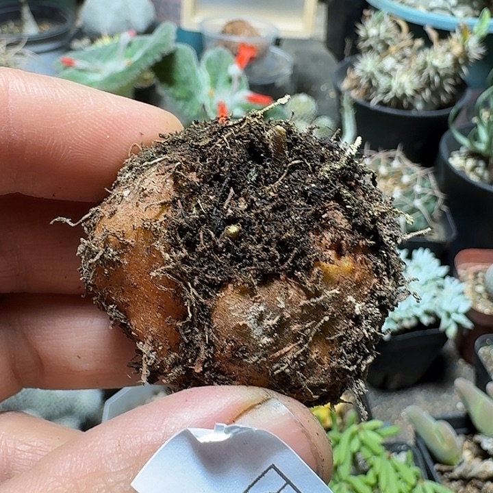 675断崖女王脱土发货