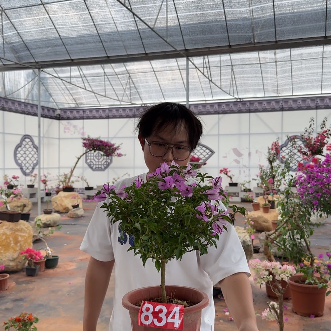 大部分花苞少量开放