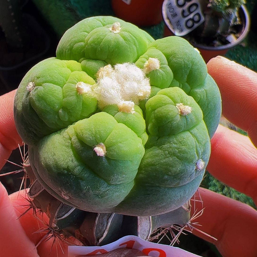 福利苗接五棱大尤仙104