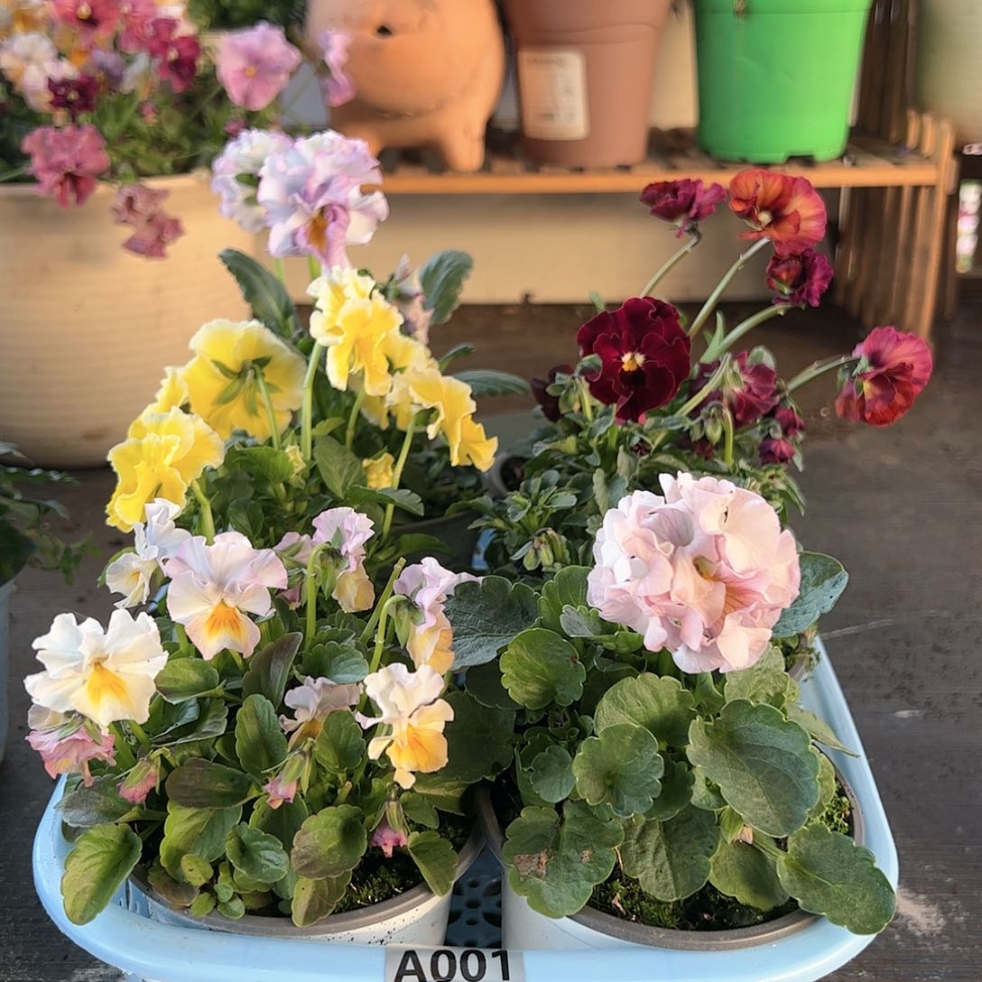 【闪购商品】001号