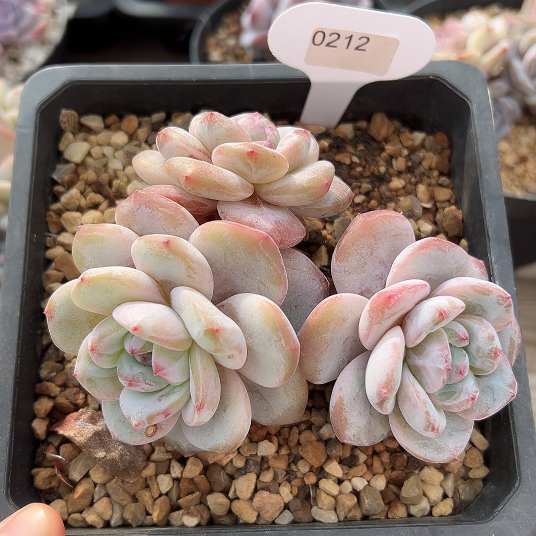 3头黄底哈哈哈哈哈哈