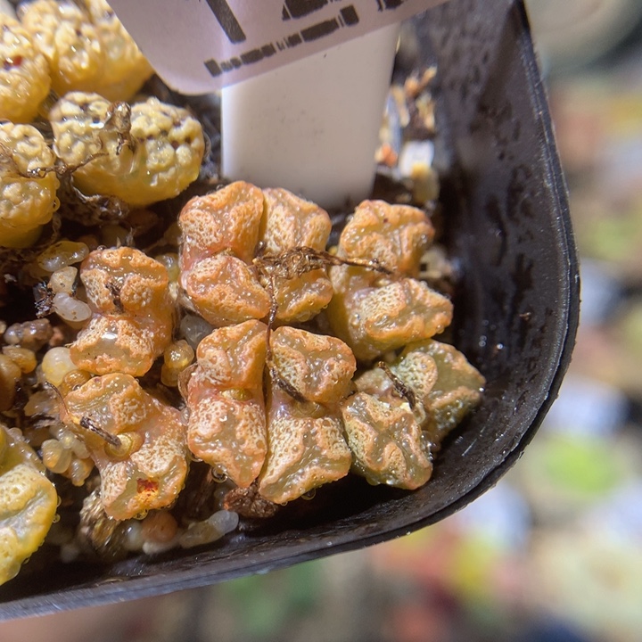 绝绝子生石花.1228