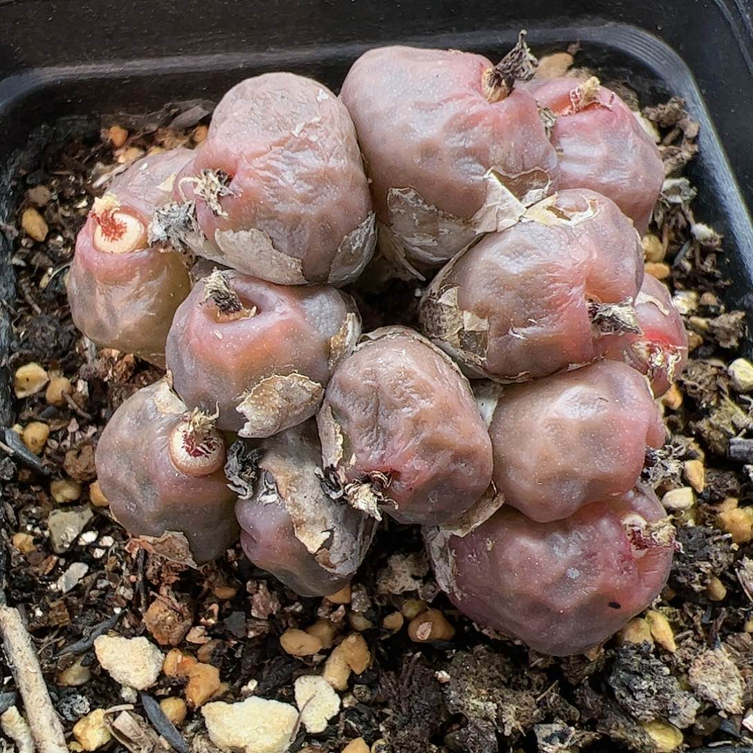 【闪购商品】70 嘟嘴烧麦