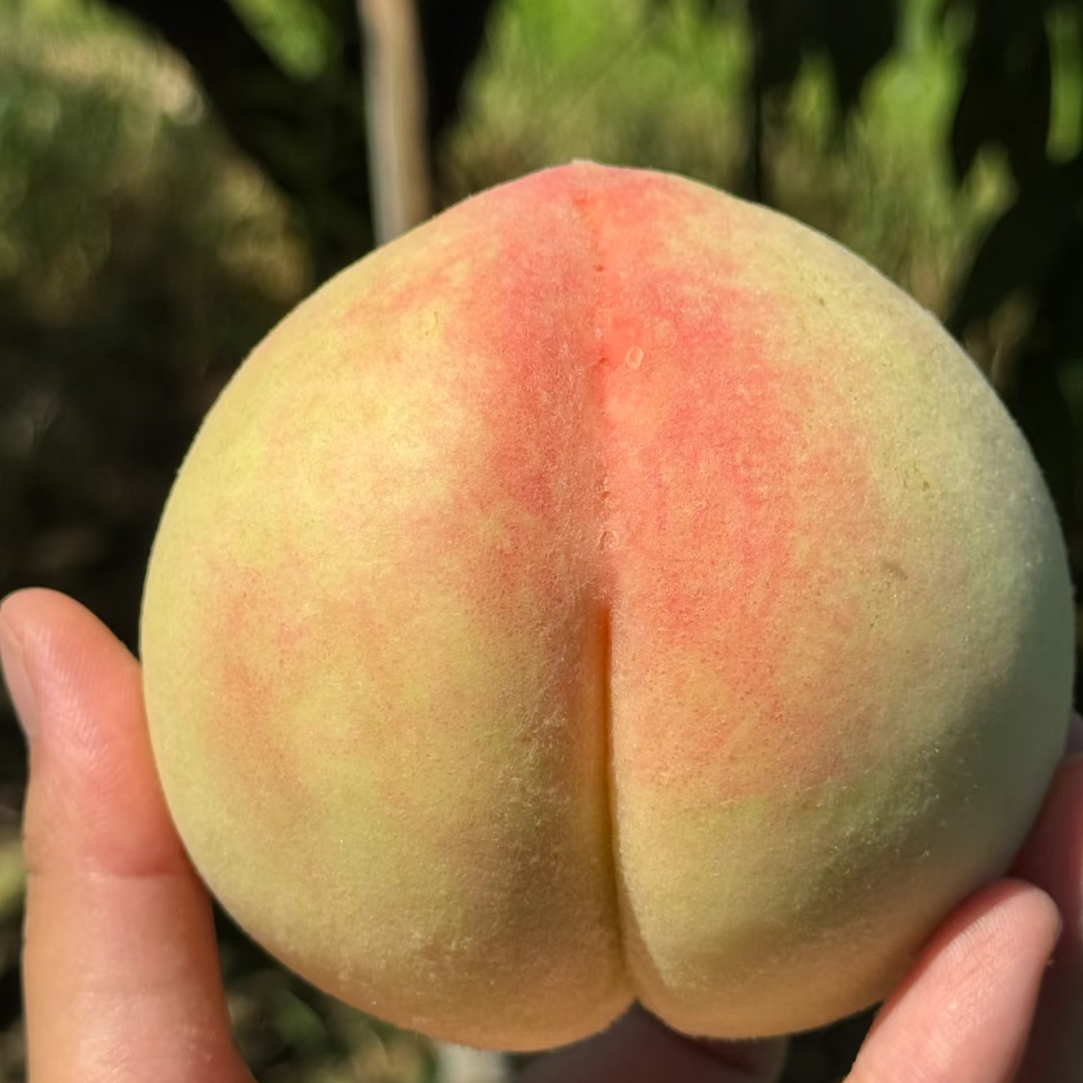 我们宁波奉化湖景玉露水蜜桃树苗锦绣黄桃苗黄金蜂蜜蟠桃苗