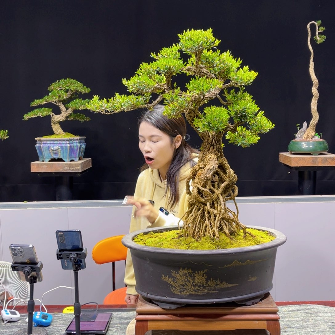 黄杨盆景雀舌软枝