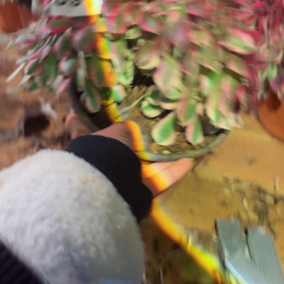 591 号多肉植物法师新年福利