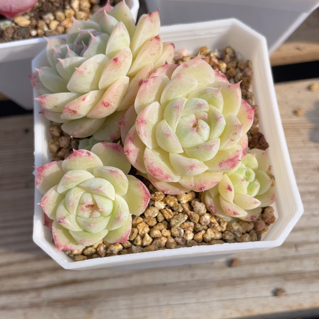 优选海洋之星女王1332