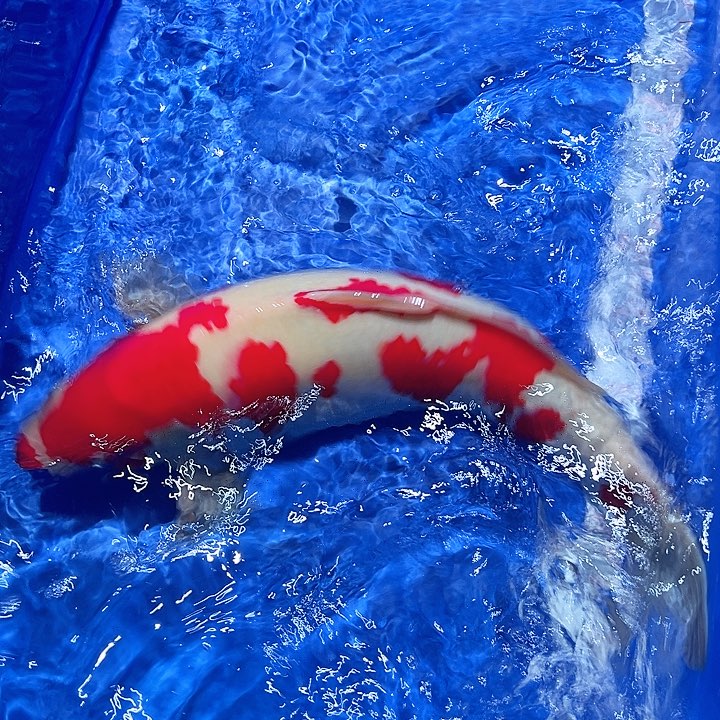 海水鱼漂亮的锦鲤精品一尾