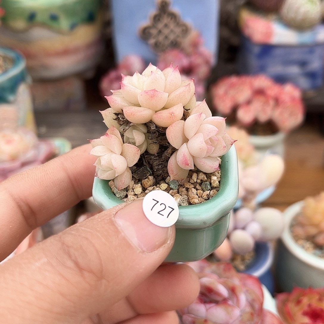 小*人727 含盆含土发货 30包邮偏远除外