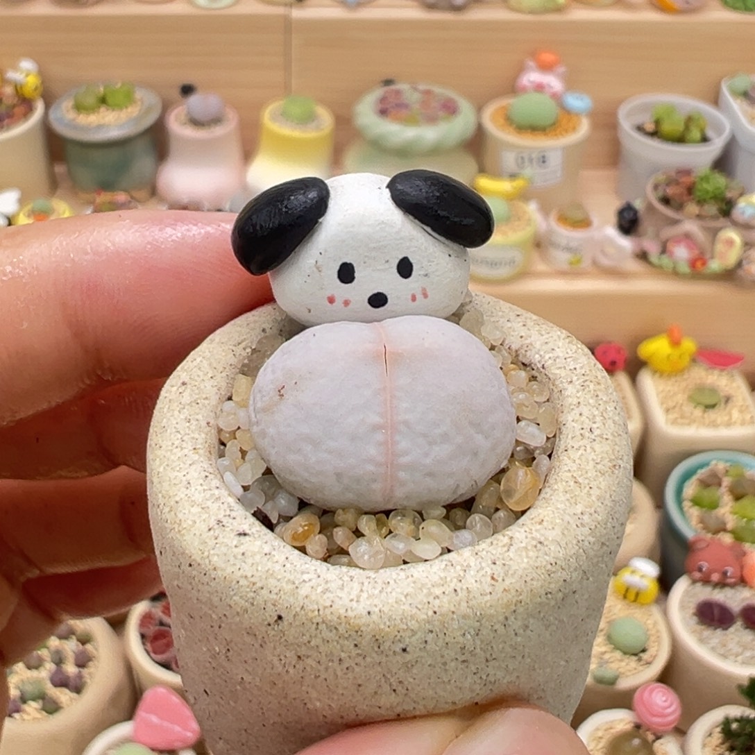 多肉植物41号高尔夫