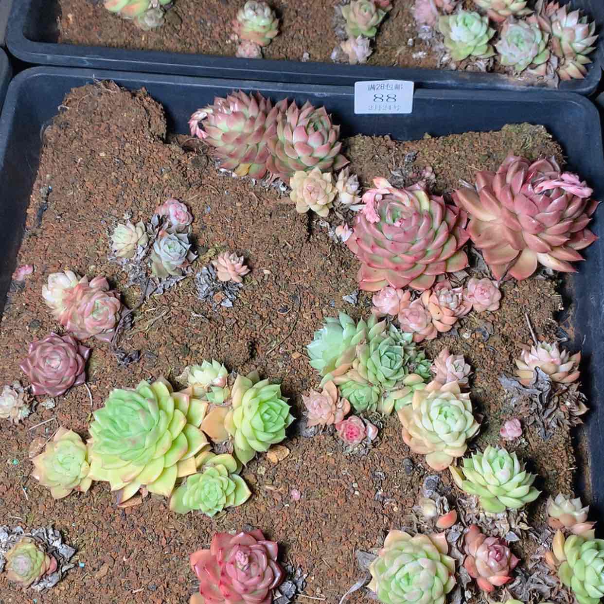 【闪购商品】云88号