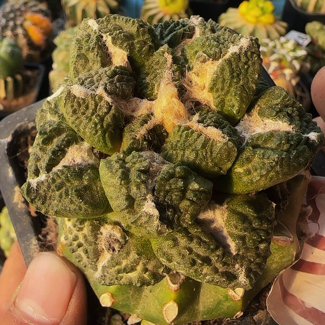 龟甲牡705仙人球开花