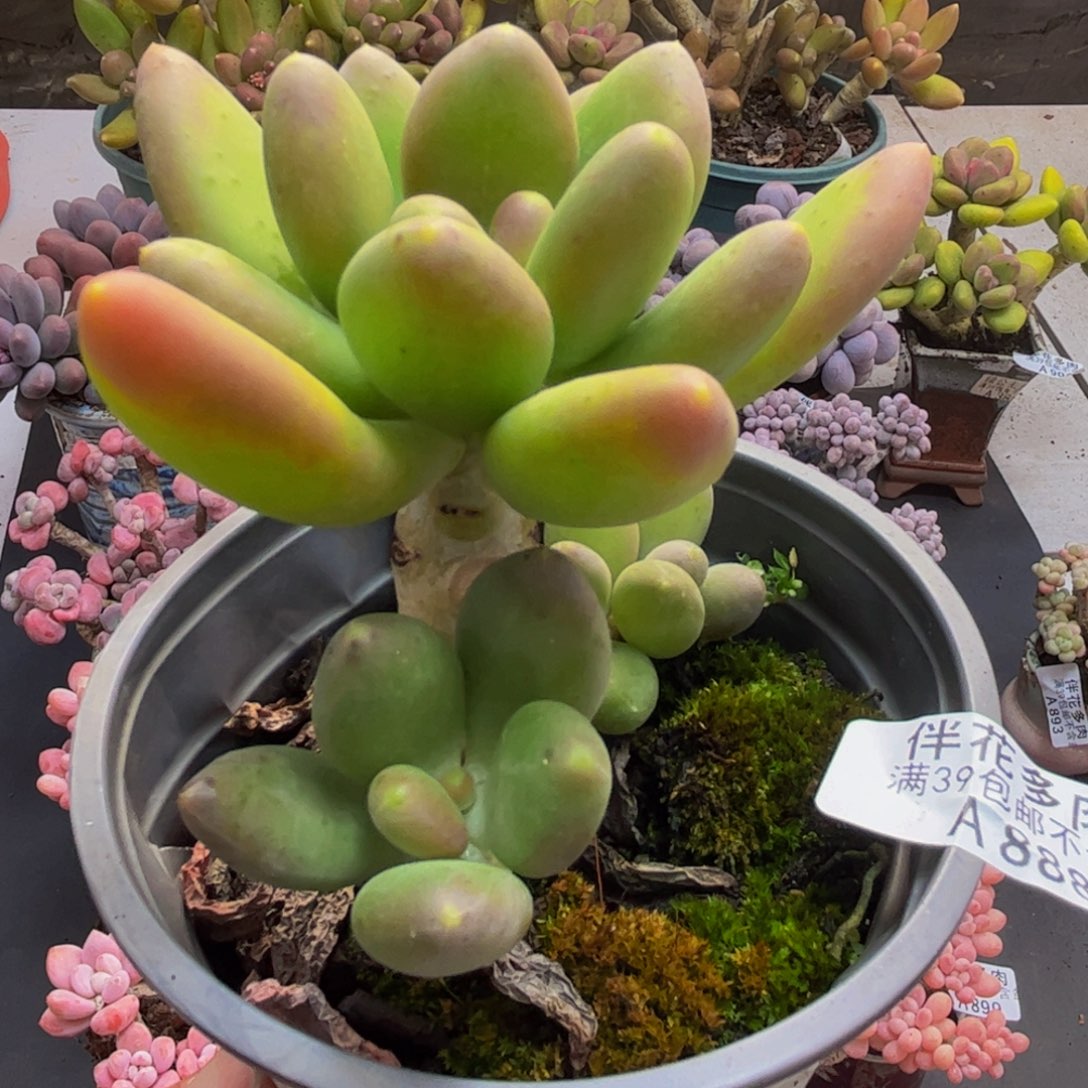 888芒果奶8cm多肉