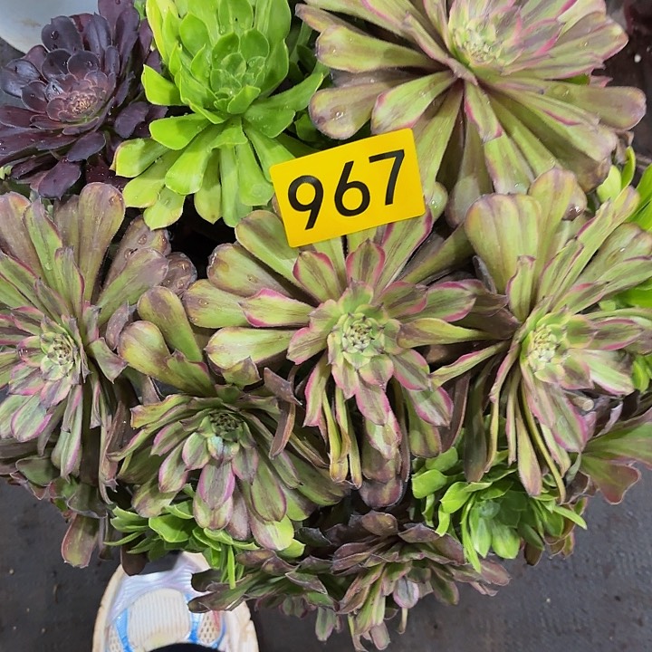 多肉植物福利967