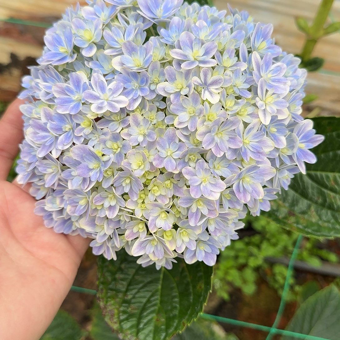 绣球切花一物一拍3枝起包邮，97