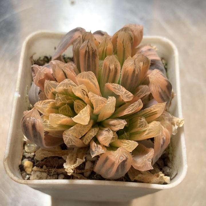 别系玉露锦一物一拍