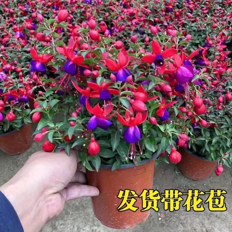 紫色灯笼花盆栽带花苞四季开花室内阳台重瓣老桩倒挂金钟花好养活