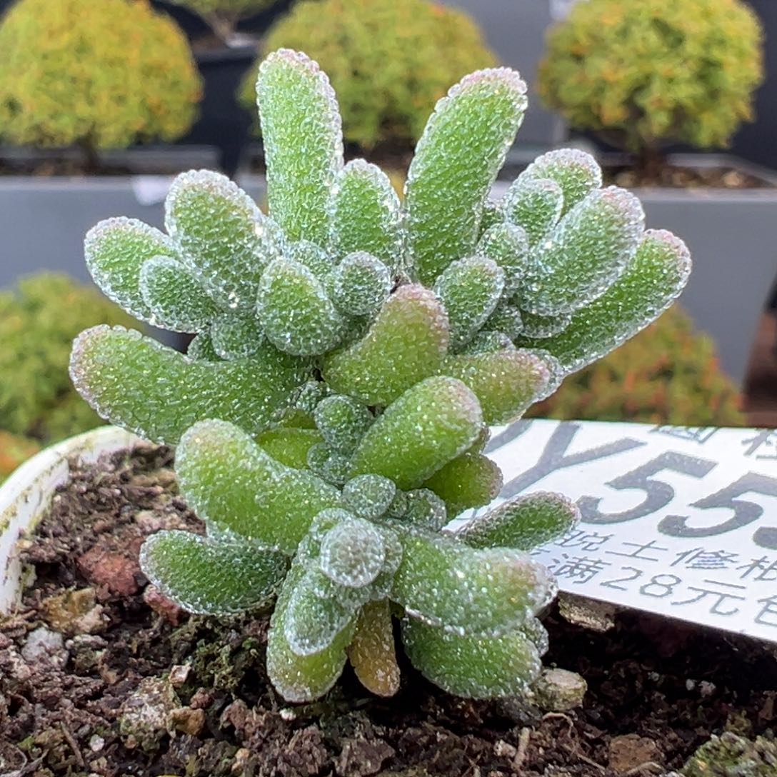 dy5555小可爱冰晶冠幅2.7cm