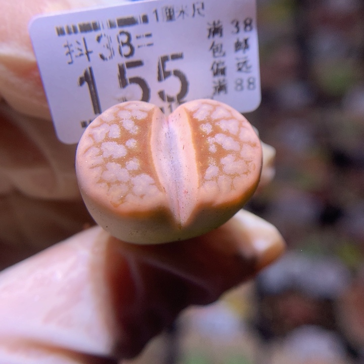 精品生石花38.155