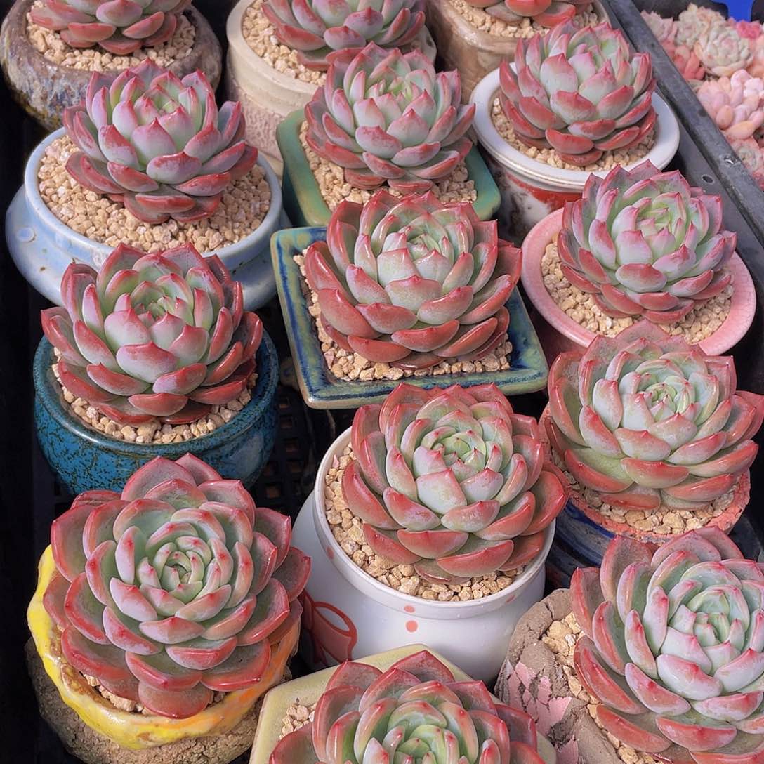 量拍60号 红鸾单头一个