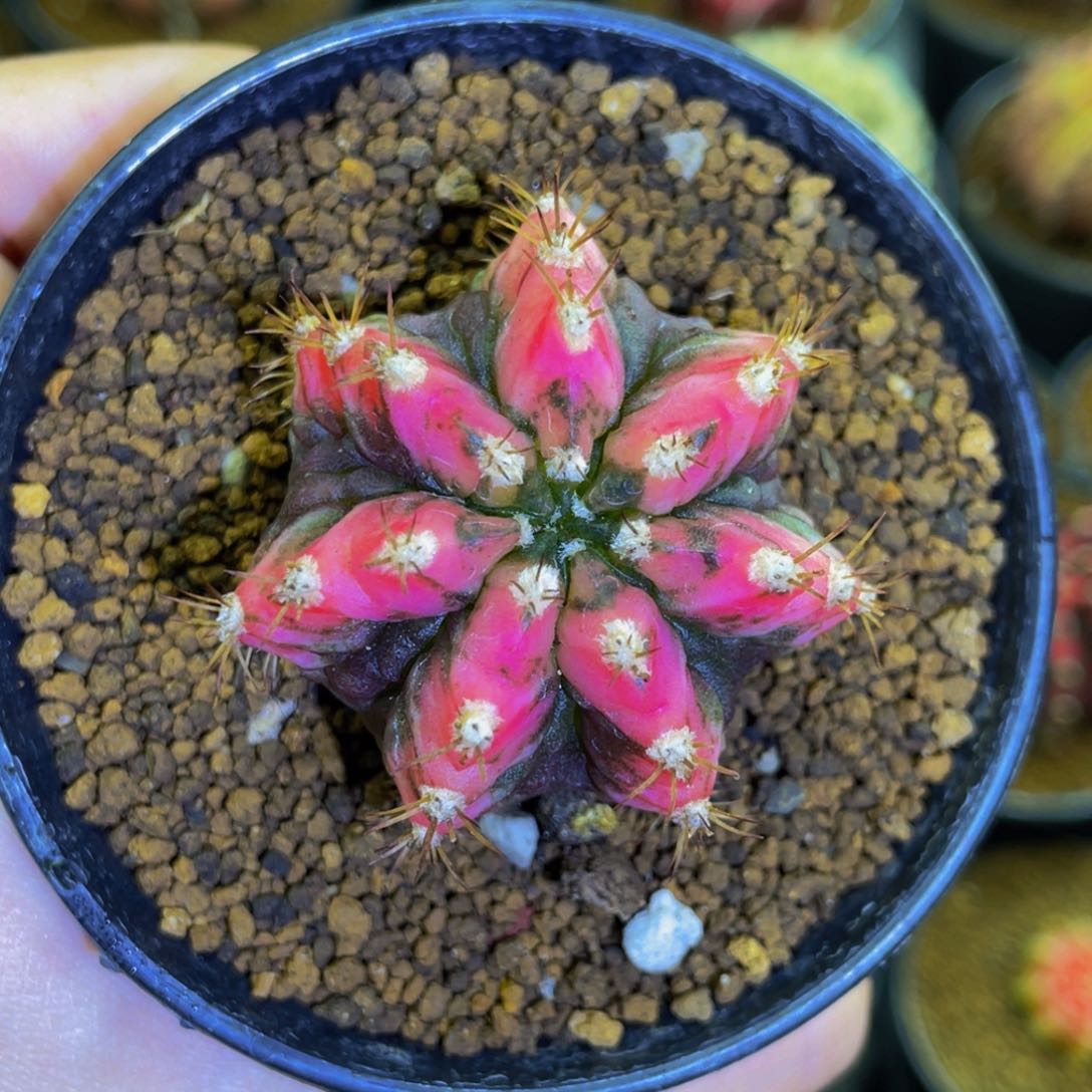 樱花海神锦000000000068