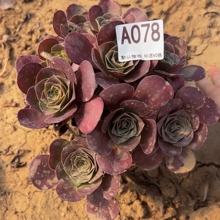 魅金多肉植物078.