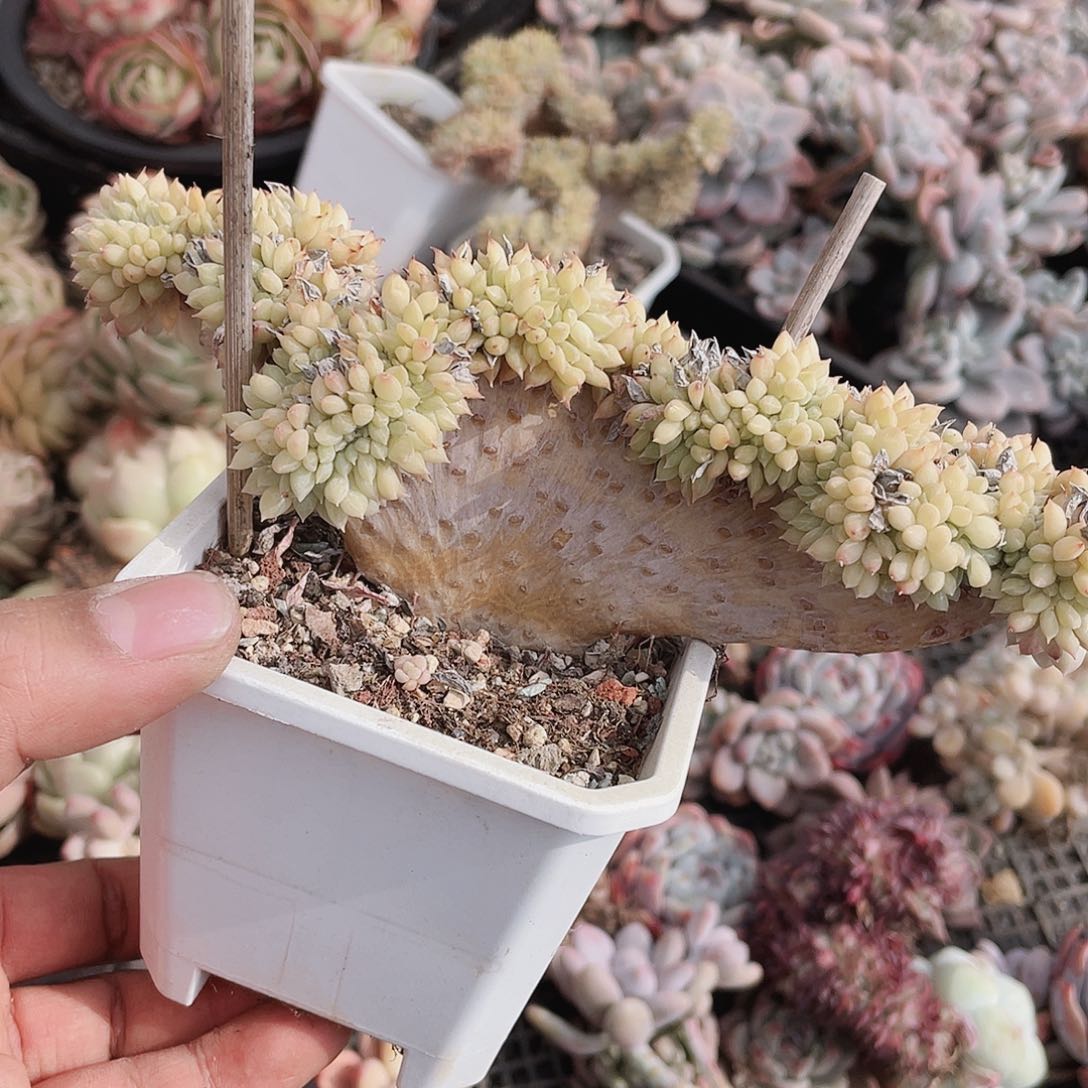 膀子缀化1棵包邮包邮