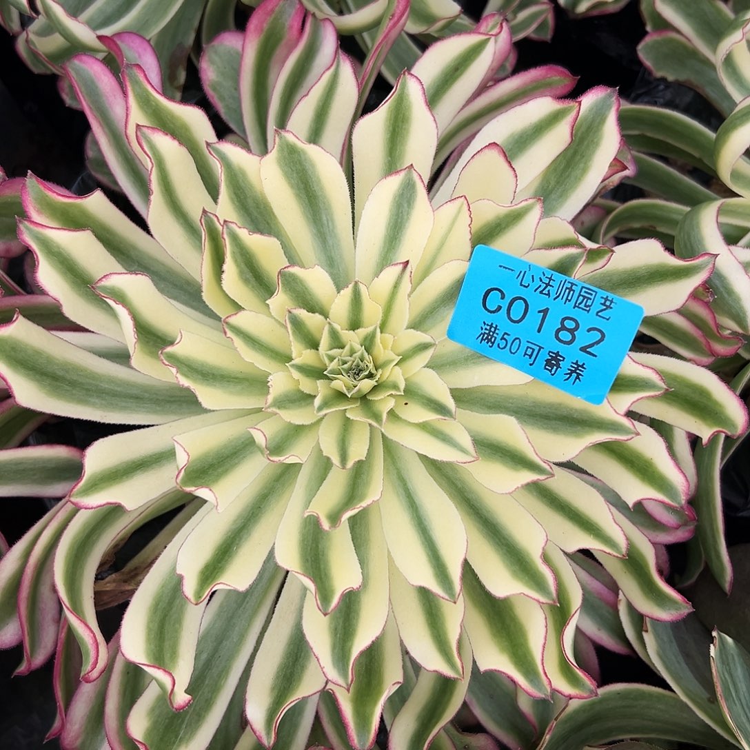 多肉植物0182绿体仙墨