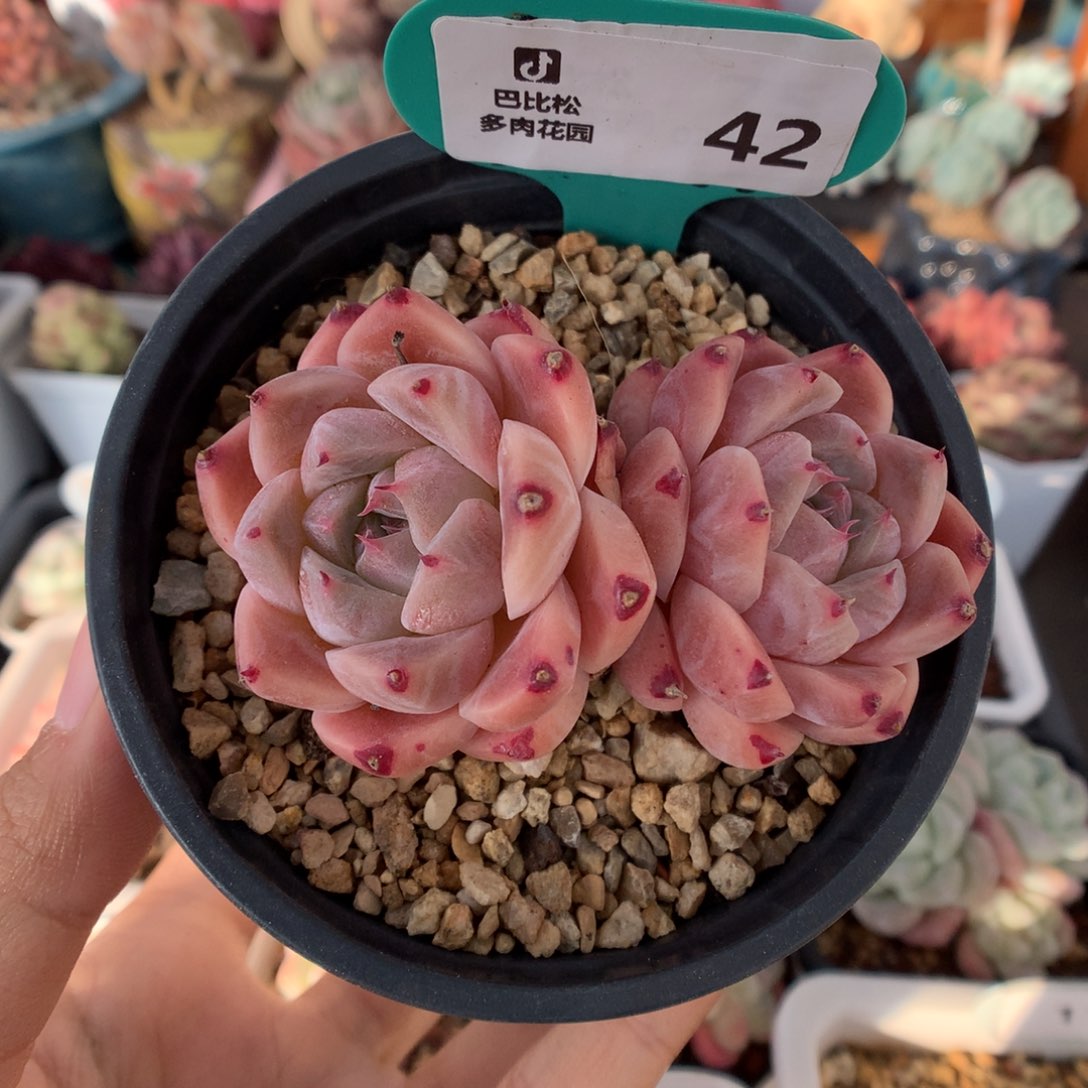 42双头佳人多肉植物