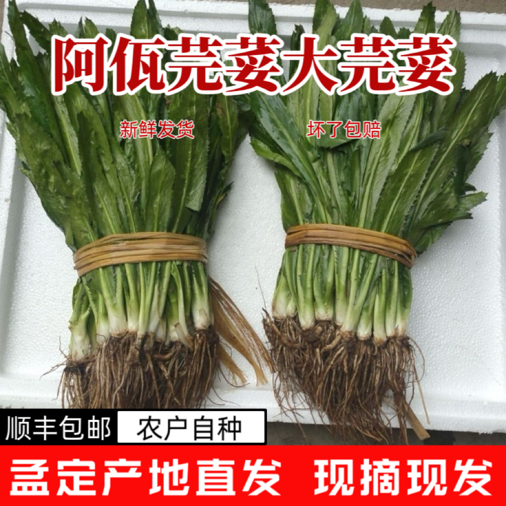 云南孟定阿佤芫荽老缅芫荽刺芹大芫荽番香茜山芫荽洋芫荽侧香荽