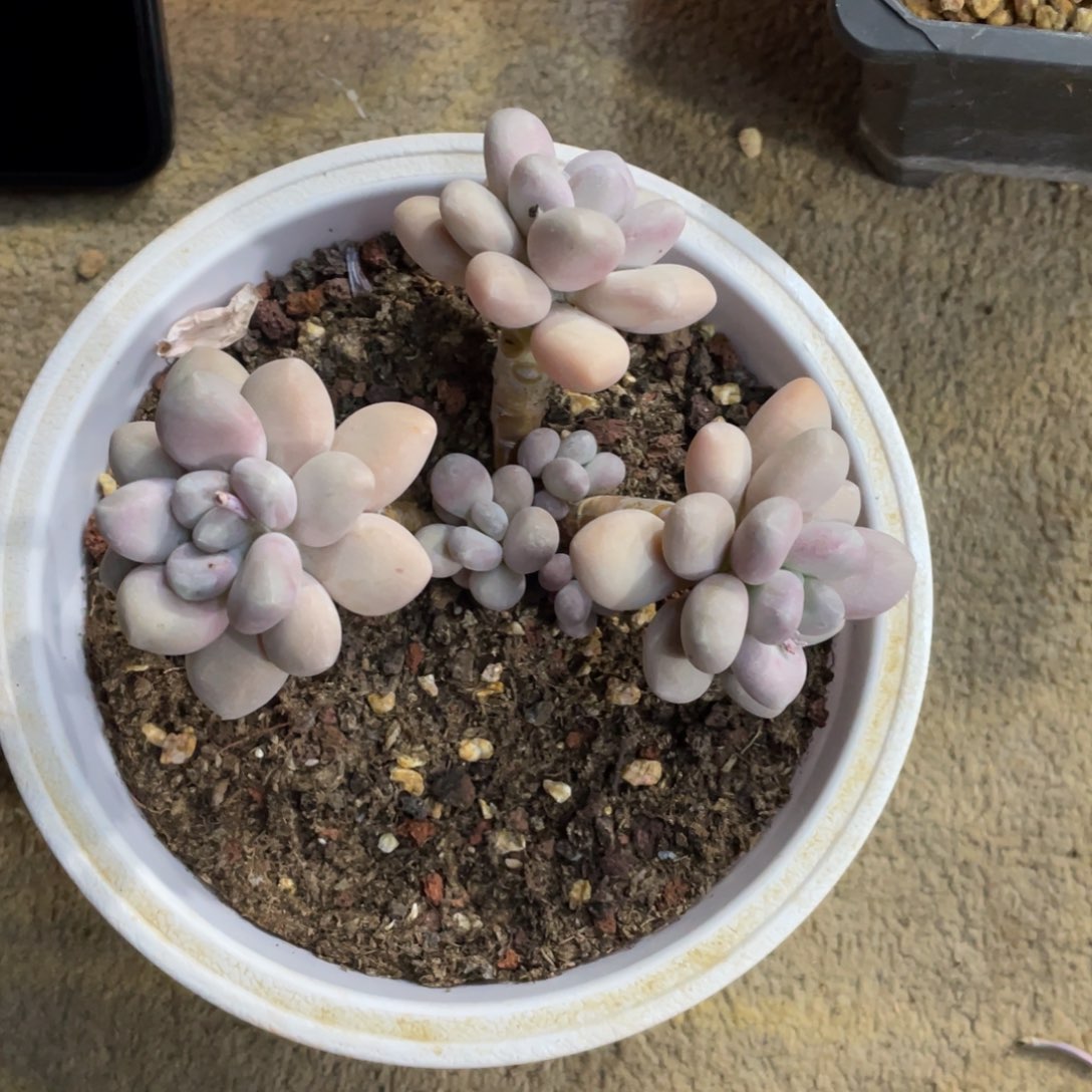 ʚ***美白美人冠幅12 公分一物一拍