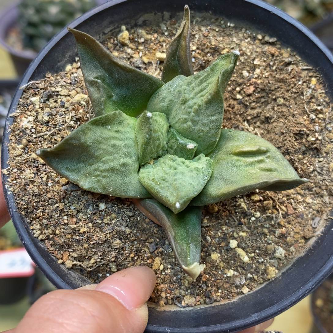       60号 实生 怒涛岩牡丹6.5公分带盆土