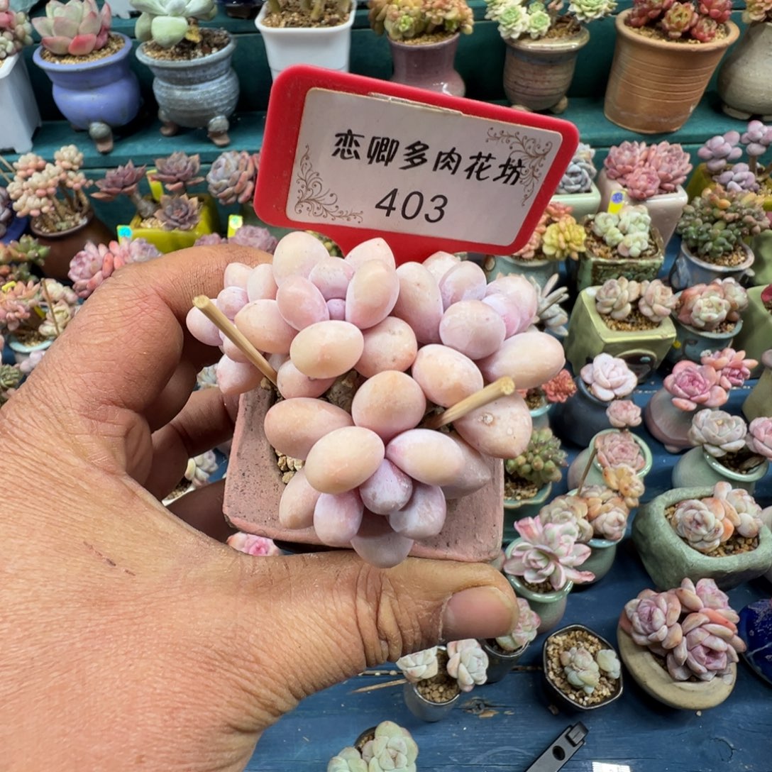 403号水光针奶4头无砍