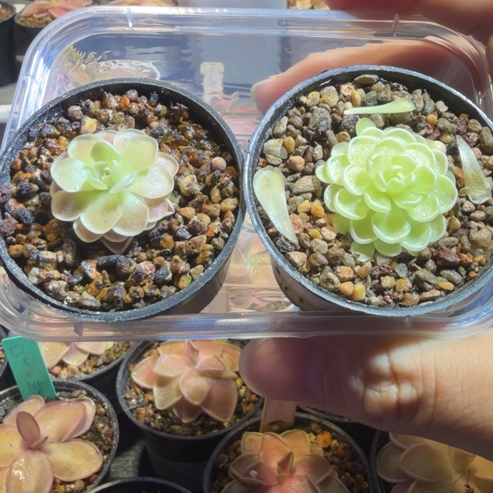 云***辰无花朵捕虫堇脱土发爱丝弗洛里88102