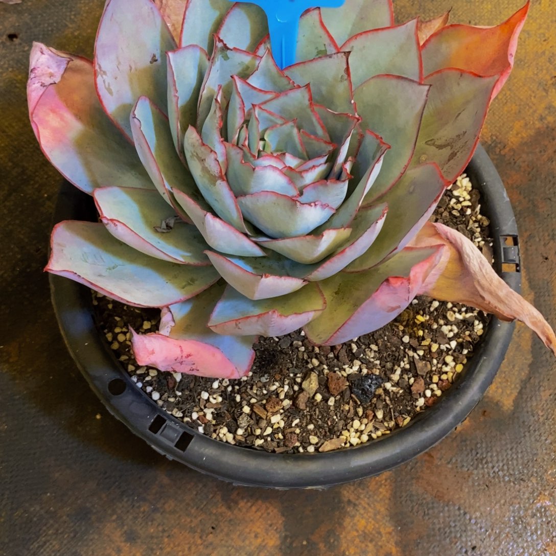 *****雪佳人630。             