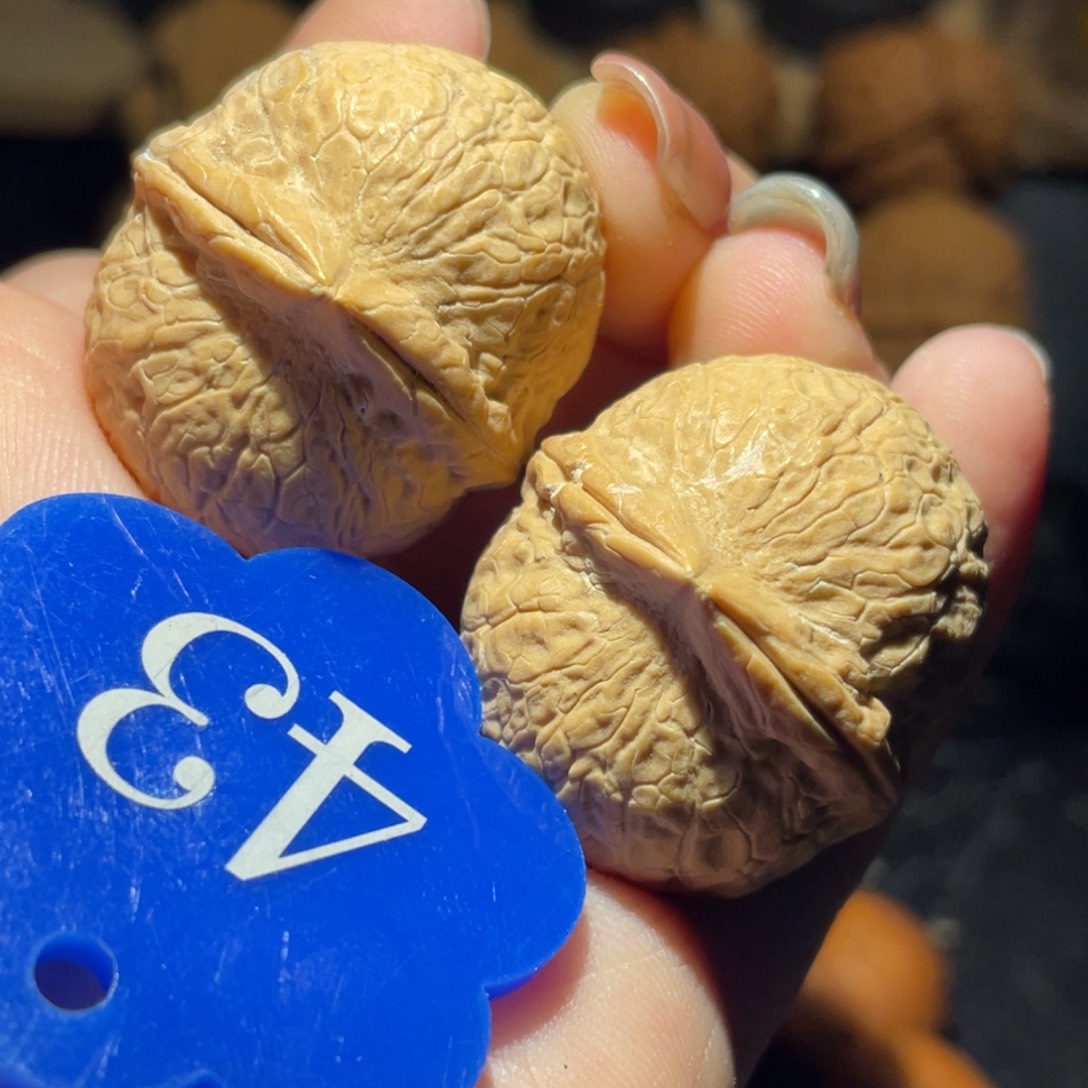 小***、龙珠32尺寸核桃。  