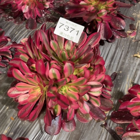 美杜莎多肉多肉7371