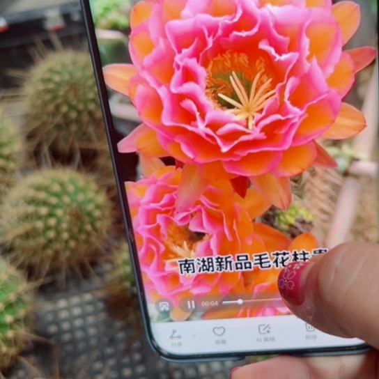 下20毛贵妃歪无根侧芽5公分左右20包邮