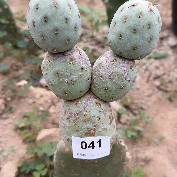 微瑕白皮洞洞习志野041