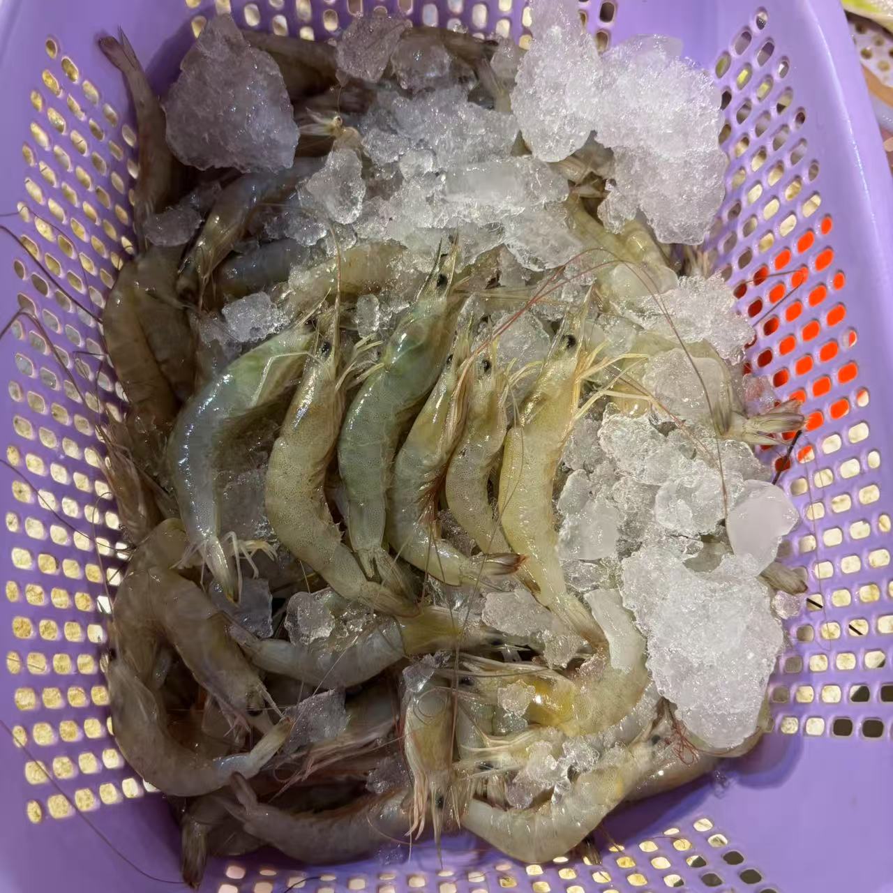 海虾仔 3斤（不算个头，嫌小勿拍）