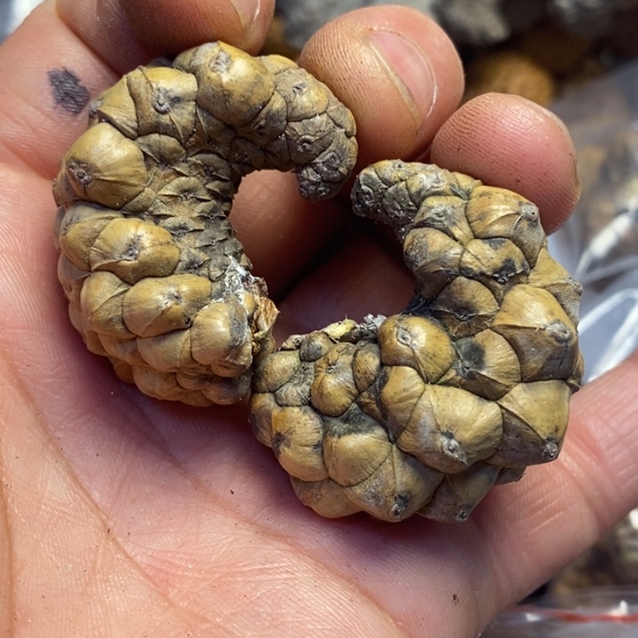 吊坠文玩核桃东北18公里