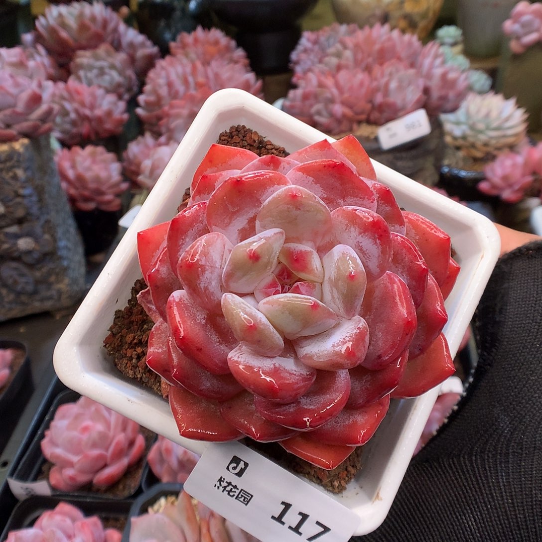 117紫皮橙多肉植物66666