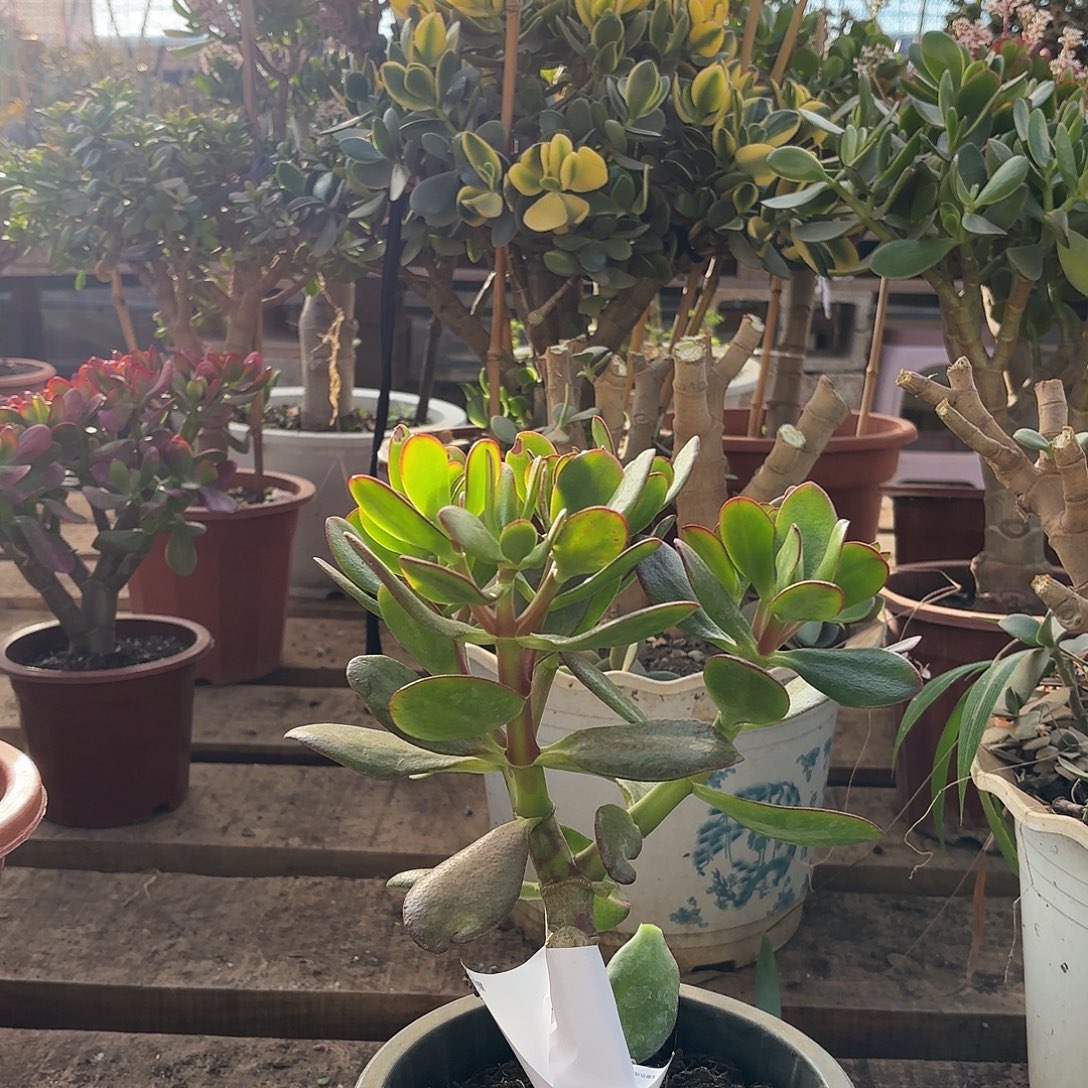 群***哥6528紫叶➕黄金花月