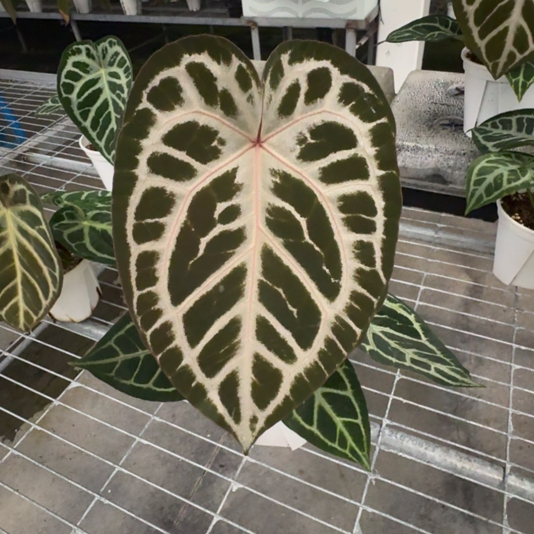 不开花植物银红红
