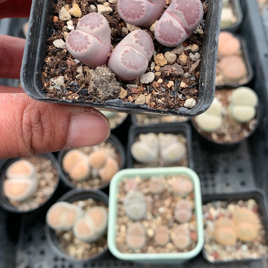 W210多肉植物保护研究所