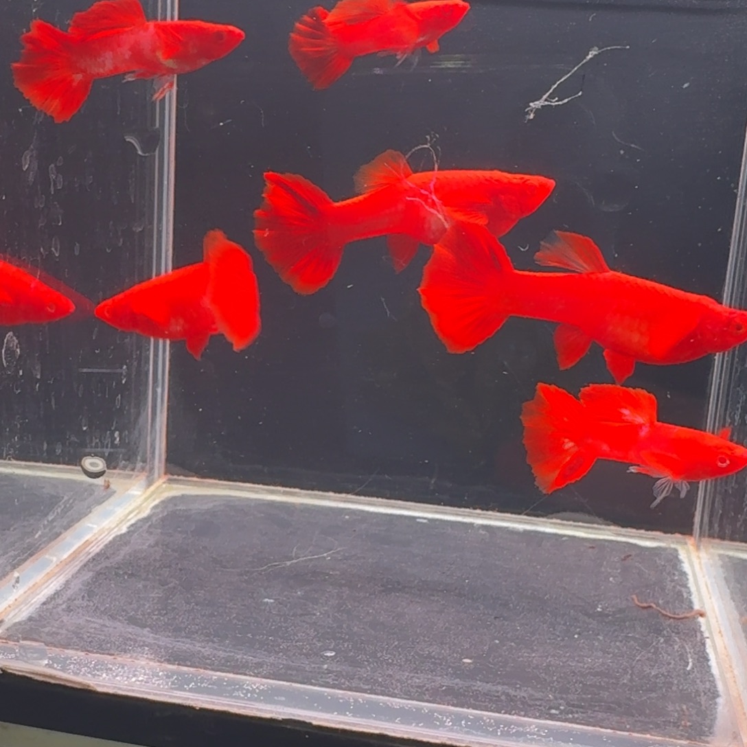 孔雀鱼95红火麒麟3对