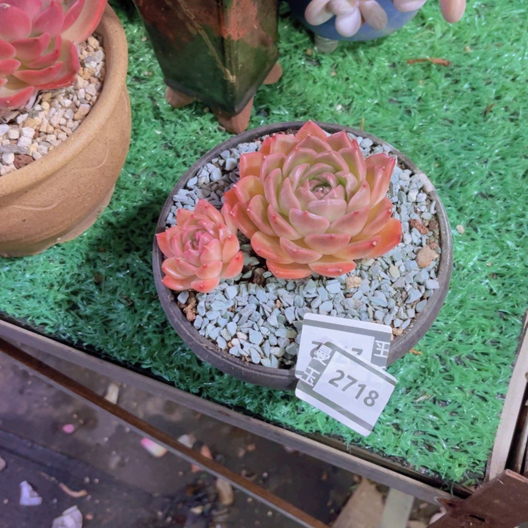文***哒杂多肉多肉植物2718