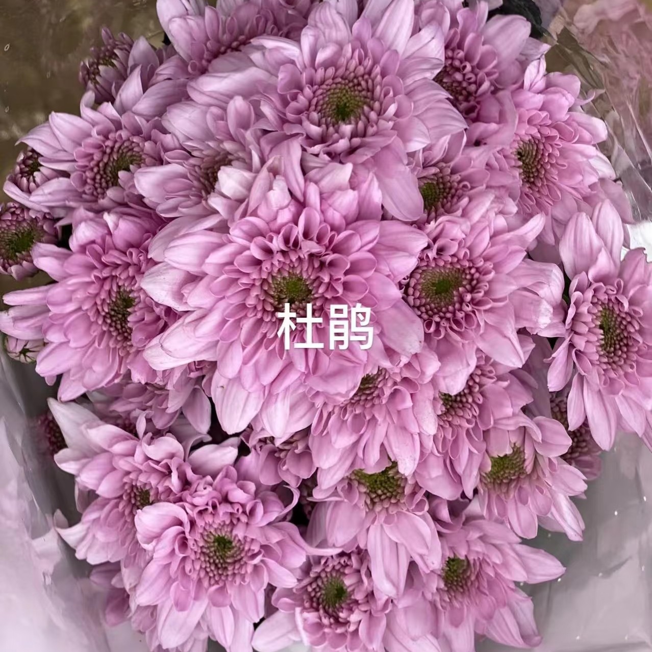 小雏菊杜鹃10支一份