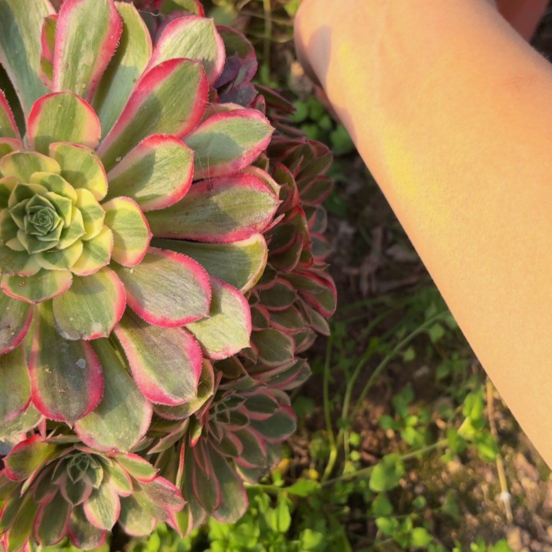 孔雀翎的时候10多肉