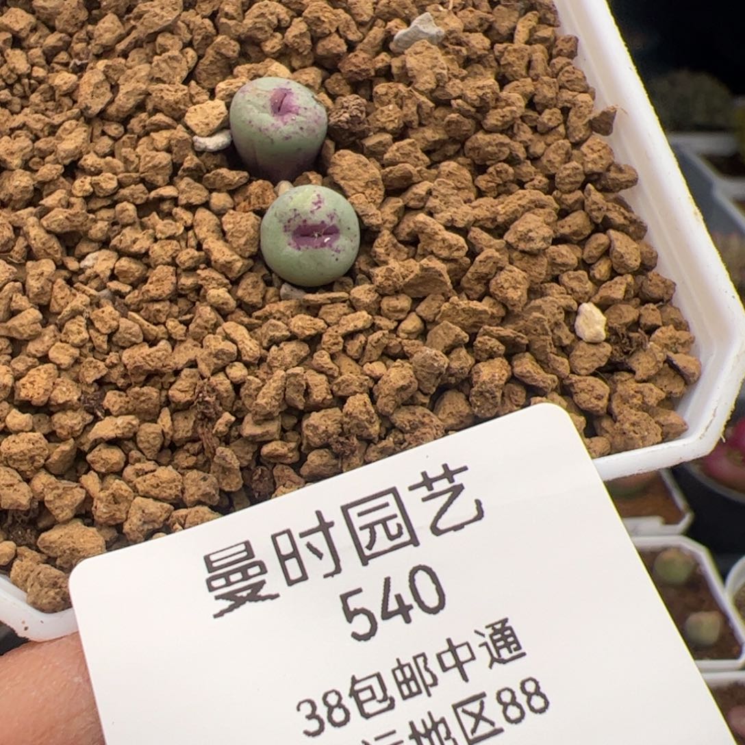 2.19嘴多肉植物540